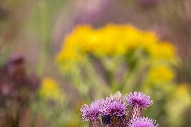 Brian-BL-to-20210711_5473 © 2020-2021 by Brian Triptree: Flora at Branston Leas Nature Reserve