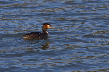 DC-great crested grebe 1 Great crested grebe: © David Cowper 2021