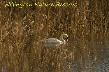 DC-willington title Willington Nature reserve: © David Cowper 2021