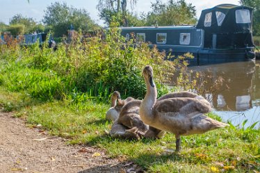 F21_6690r1 Fradley Junction to Alrewas canalside walk. September 2021: Young swans: Paul L.G. Morris