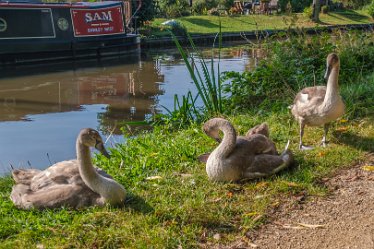 F21_6693r1 Fradley Junction to Alrewas canalside walk. September 2021: Young swans: Paul L.G. Morris