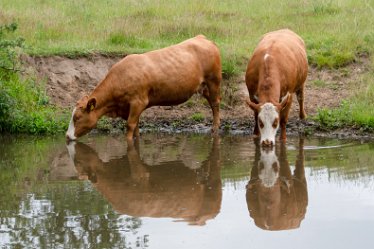 _DSC1375-1j1 24th June 2021: © 2021 Roisin Chambers: Canal at Armitage: Cattle