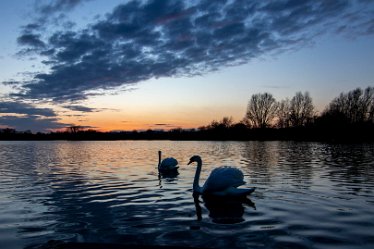 BT_BranstonWaterPark1_3687 Branston Water Park: © 2020-2021 by Brian Triptree: Swans