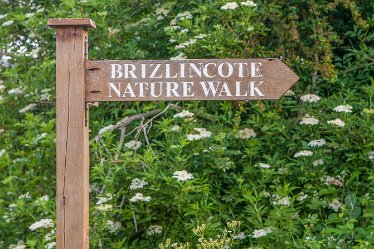DC_aIMG_0414 12th June 2021: Brizlincote Nature Walk: © David Cowper 2021