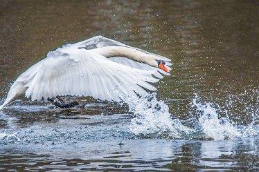 swan 4j1 Swans at Fradley Pool: 7th March 2021: © 2020-21 Jane Rowbottom