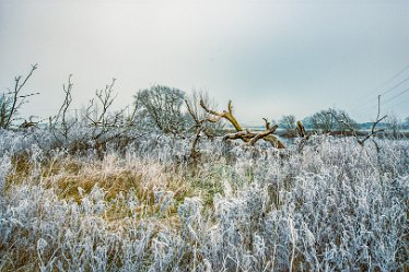 Steve_C_DSC_9877j1 Winter At Tuckelsholme Nature Reserve: January 2021: © Steven Cheshire