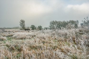 Steve_C_DSC_9890j1 Winter At Tuckelsholme Nature Reserve: January 2021: © Steven Cheshire
