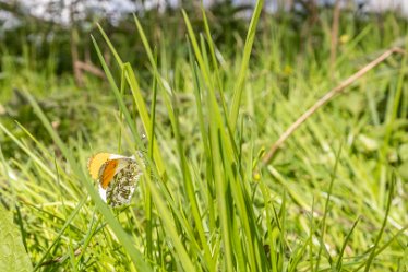 F21_1276r1 29th April 2021: Branston Leas Nature Reserve: Orange tip butterfly: © Paul L.G. Morris