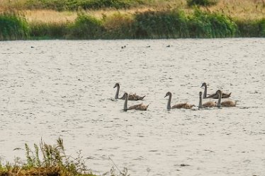 G23_3966j1 4th October 2023: Tucklesholme October walk: Swans on the lake: © 2023 Paul L.G. Morris