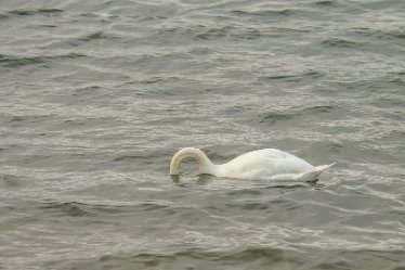 G23_3990j1 4th October 2023: Tucklesholme October walk: Swan feeding on the lake: © 2023 Paul L.G. Morris