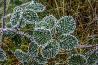 Steve_C_DSC_9863j1 Winter At Tuckelsholme Nature Reserve: January 2021: © Steven Cheshire