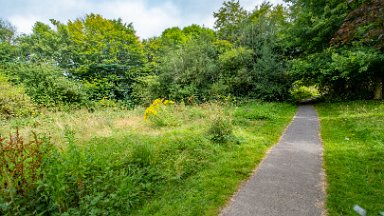 Cecilly-Brook-NR-PLGM-F24_9296r1 5th August 2024: Cecilly Brook Nature Reserve: Following the path, the brook is on the left in the vegetation: © 2024 Paul L.G. Morris