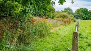 Cecilly-Brook-NR-PLGM-F24_9584r1 5th August 2024: Cecilly Brook Nature Reserve: Accessing the reserve from the rear of the leisure centre keeping to the left of the football pitch: © 2024 Paul...