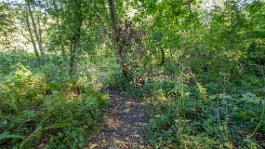 Greenway-bank-knypersley-PLGM-F24_11429r1 6th September 2024: Greenway Bank and Knypersley Reservoir: Following the path around the Jubilee arboretum - steps down: © 2024 Paul L.G. Morris