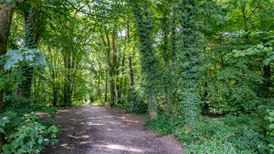 Hem-Heath-NR-PLGM-F24_8406r1 30th July 2024: Hem Heath Nature Reserve: Main path from the gate: © 2024 Paul L.G. Morris