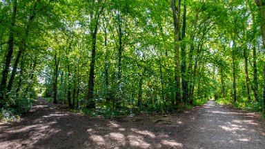 Hem-Heath-NR-PLGM-F24_8409r1x2j1 30th July 2024: Hem Heath Nature Reserve: We follow the path on the right: © 2024 Paul L.G. Morris