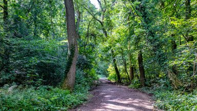 Hem-Heath-NR-PLGM-F24_8466r1 30th July 2024: Hem Heath Nature Reserve: