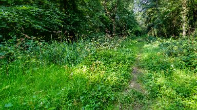 Hem-Heath-NR-PLGM-F24_8469r1 30th July 2024: Hem Heath Nature Reserve: Another side path: © 2024 Paul L.G. Morris