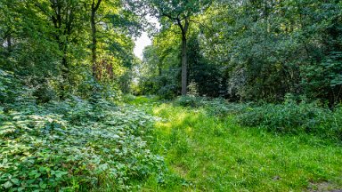 Hem-Heath-NR-PLGM-F24_8472r1 30th July 2024: Hem Heath Nature Reserve: Another side path: © 2024 Paul L.G. Morris