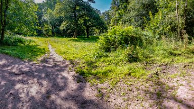 Hem-Heath-NR-PLGM-F24_8517r1x4j1 30th July 2024: Hem Heath Nature Reserve: Where paths meet by a large woodland glade: © 2024 Paul L.G. Morris