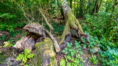 Hem-Heath-NR-PLGM-F24_8532r1 30th July 2024: Hem Heath Nature Reserve: Fallen wood: © 2024 Paul L.G. Morris