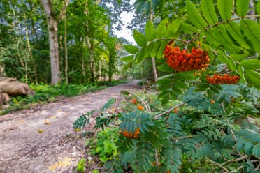 30th July 2024: Hem Heath Nature Reserve 30th July 2024: Hem Heath Nature Reserve: Entrance from Trentham Road on the north side: © 2024 Paul L.G. Morris