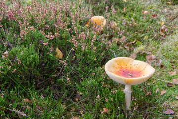 Park-Hall-CP-PLGM-H25_8782r1 6th October 2025: Park Hall Country Park: © 2025 Paul L.G. Morris: Fungi
