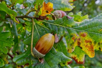Park-Hall-CP-PLGM-H25_8873r1 6th October 2025: Park Hall Country Park: © 2025 Paul L.G. Morris: Acorns and Oak trees