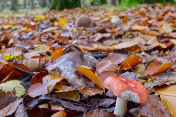 Park-Hall-CP-PLGM-F25_3998r1 30th October 2025: Park Hall Country Park: © 2025 Paul L.G. Morris: Fungi west of the quarry area near Bolton Gate
