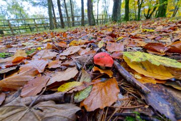 Park-Hall-CP-PLGM-F25_4005r1 30th October 2025: Park Hall Country Park: © 2025 Paul L.G. Morris: Fungi west of the quarry area near Bolton Gate