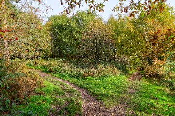 Park-Hall-CP-PLGM-F25_3914r1 30th October 2025: Park Hall Country Park: © 2025 Paul L.G. Morris