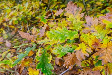 Park-Hall-CP-PLGM-F25_4173r1 30th October 2025: Park Hall Country Park: © 2025 Paul L.G. Morris: Oak Leaves