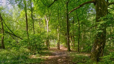 F25_1110 16th May 2025: Parrots Drumble Nature Reserve: © 2025 Paul L.G. Morris: Woodland Path
