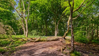 F25_1113 16th May 2025: Parrots Drumble Nature Reserve: © 2025 Paul L.G. Morris: Fallen tree