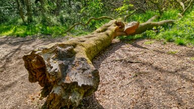 parrots-drumble-PLGM-F25_1122r1 16th May 2025: Parrots Drumble Nature Reserve: © 2025 Paul L.G. Morris: Fallen tree