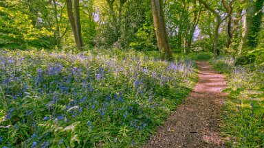 F25_1137 16th May 2025: Parrots Drumble Nature Reserve: © 2025 Paul L.G. Morris: Bluebells by the path in the wood