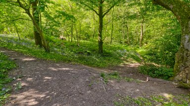 parrots-drumble-PLGM-F25_1152r1 16th May 2025: Parrots Drumble Nature Reserve: © 2025 Paul L.G. Morris: Paths diverge