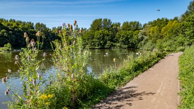 Westport-lake-PLGM-F24_8095r1 29th July 2024: Westport Lake Nature Reserve: © 2024 Paul L.G. Morris: The smaller lake to the south