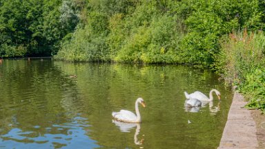 Westport-lake-PLGM-F24_8105-SR-r1 29th July 2024: Westport Lake Nature Reserve: © 2024 Paul L.G. Morris: The smaller lake to the south: Swans