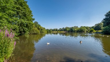 Westport-lake-PLGM-F24_8128r1 29th July 2024: Westport Lake Nature Reserve: © 2024 Paul L.G. Morris: The smaller lake to the south