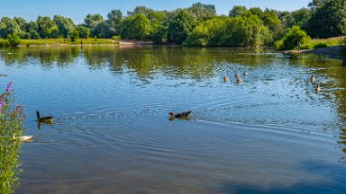 Westport-lake-PLGM-F24_8131r1 29th July 2024: Westport Lake Nature Reserve: © 2024 Paul L.G. Morris: The smaller lake to the south