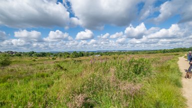 Wetley-Moor-NR-PLGM-F24_6689r1 8th July 2024: Wetley Moor Nature Reserve: © 2024 Paul L.G. Morris