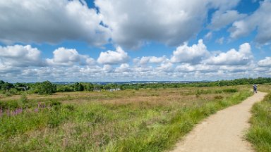 Wetley-Moor-NR-PLGM-F24_6698r1 8th July 2024: Wetley Moor Nature Reserve: © 2024 Paul L.G. Morris