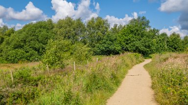 Wetley-Moor-NR-PLGM-F24_6737r1 8th July 2024: Wetley Moor Nature Reserve: © 2024 Paul L.G. Morris