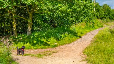 Wetley-Moor-NR-PLGM-F24_6743r1 8th July 2024: Wetley Moor Nature Reserve: © 2024 Paul L.G. Morris: Junction of the path - we keep right