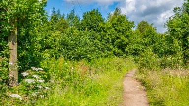 Wetley-Moor-NR-PLGM-F24_6746r1 8th July 2024: Wetley Moor Nature Reserve: © 2024 Paul L.G. Morris