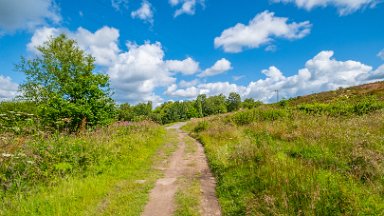 Wetley-Moor-NR-PLGM-F24_6752r1 8th July 2024: Wetley Moor Nature Reserve: © 2024 Paul L.G. Morris