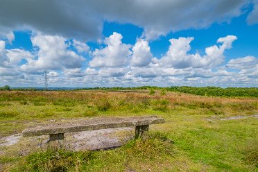 8th July 2024: Wetley Moor Nature Reserve 8th July 2024: Wetley Moor Nature Reserve: © 2024 Paul L.G. Morris