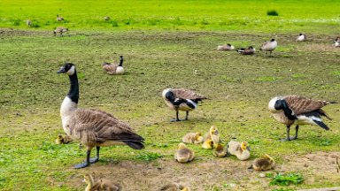 Whitfield-Valley-NR-PLGM-F24_4689r1 21st May 2024: Whitfield Valley Nature Reserve: Canada Geese with chicks: © 2024 Paul L.G. Morris