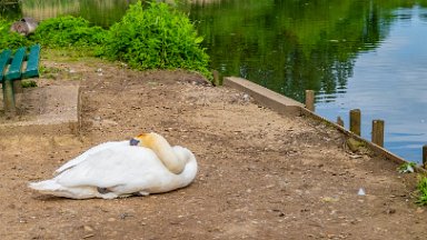 Whitfield-Valley-NR-PLGM-F24_4692r1 21st May 2024: Whitfield Valley Nature Reserve: Swan bt a park bench: © 2024 Paul L.G. Morris